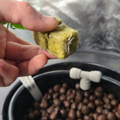 Skyy growlog timeline photo
