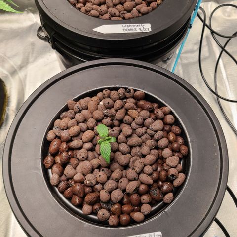 Skyy growlog timeline photo