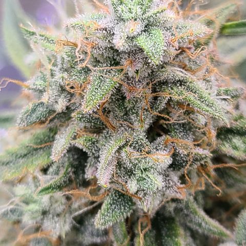 Violet growlog timeline photo