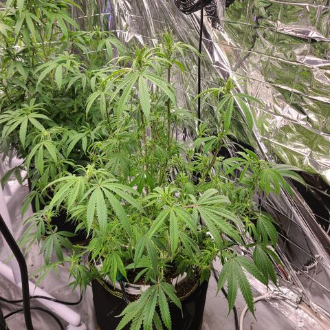 Violet growlog timeline photo