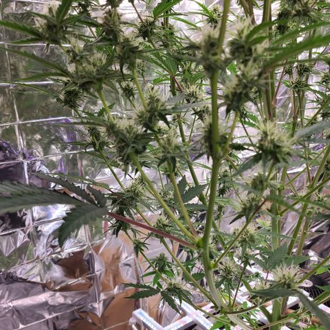Aurora growlog photo: Mitation causing double branches coming out of the 2nd node. 