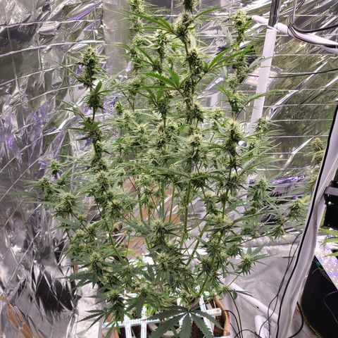 Aurora growlog timeline photo