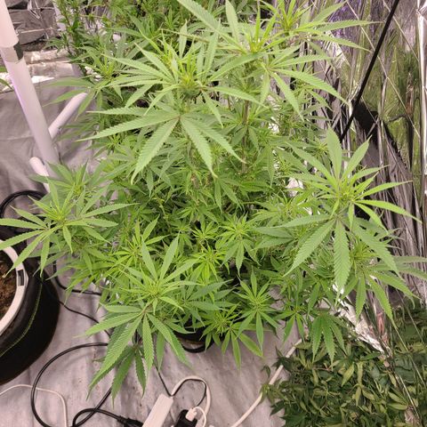 Violet growlog timeline photo