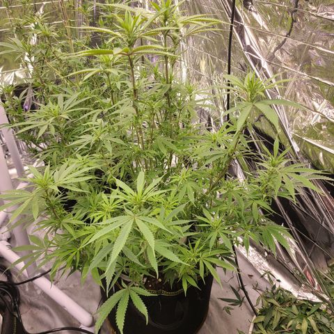 Violet growlog timeline photo