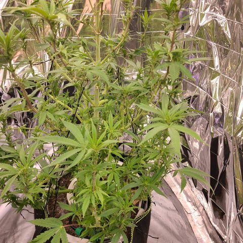 Mary growlog timeline photo