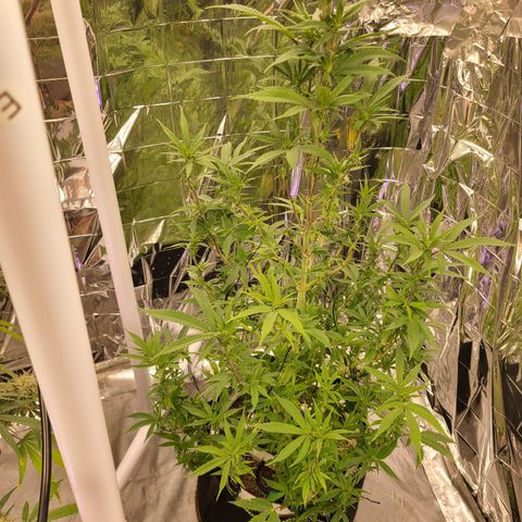 Mary growlog timeline photo