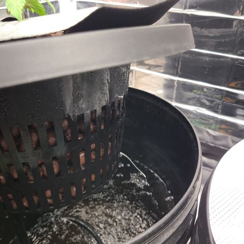 Skyy growlog photo: First root touching water. 