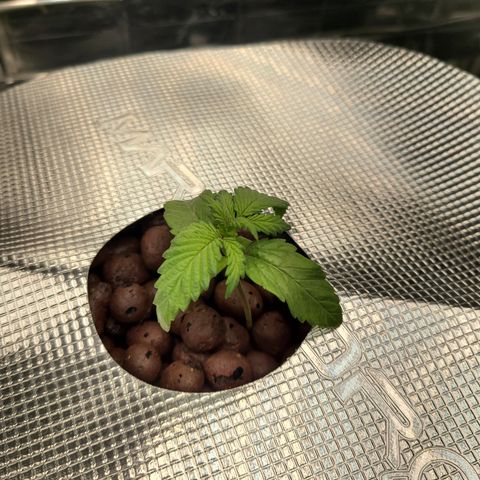 Skyy growlog timeline photo