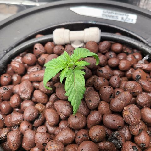 Gladys growlog timeline photo