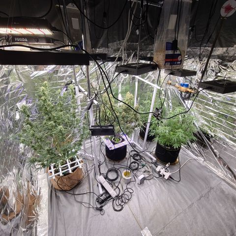 Aurora growlog timeline photo