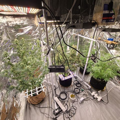 Aurora growlog timeline photo