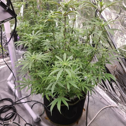 Violet growlog timeline photo