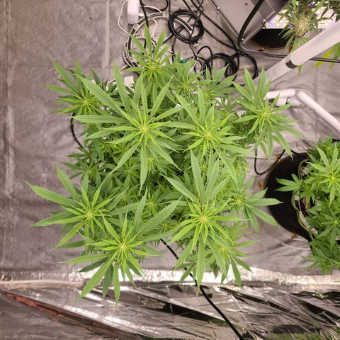 Violet growlog timeline photo