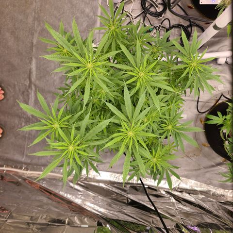 Violet growlog timeline photo