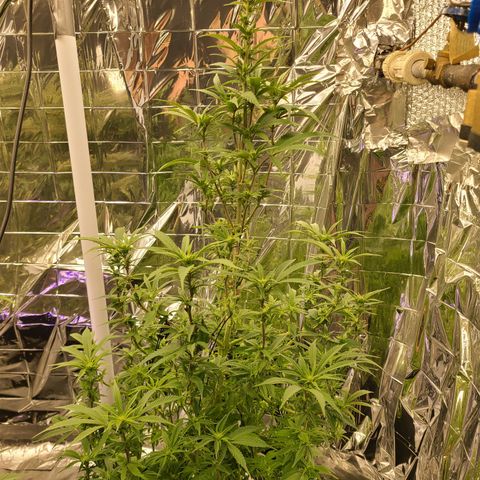 Mary growlog timeline photo