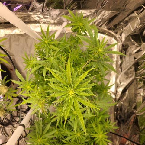 Mary growlog timeline photo