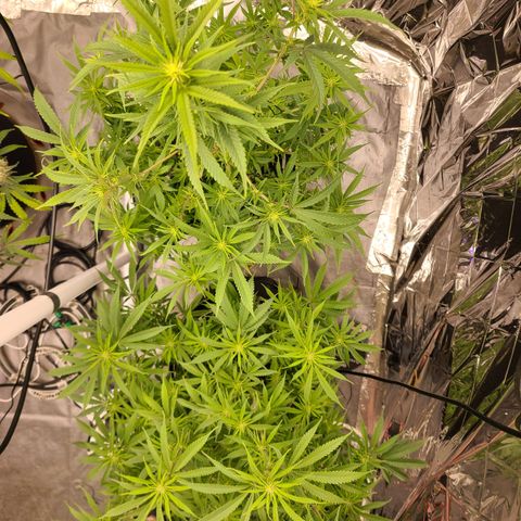 Mary growlog timeline photo