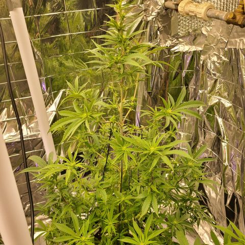 Mary growlog timeline photo