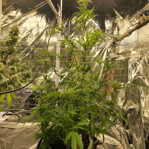 Mary growlog timeline photo
