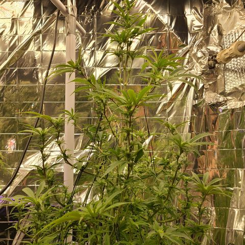 Mary growlog timeline photo