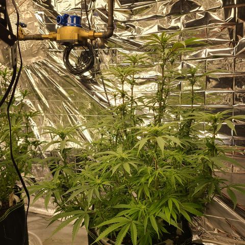 Violet growlog timeline photo