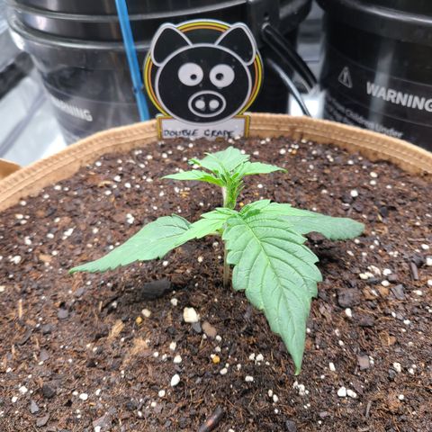 Ivy growlog timeline photo