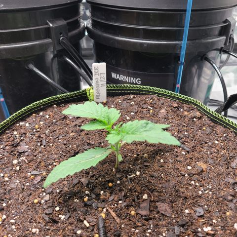 Juno growlog timeline photo