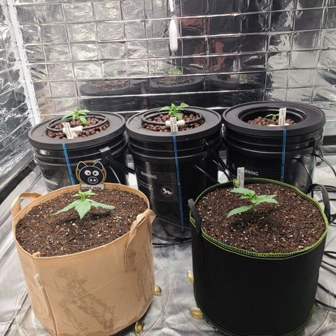 Juno growlog timeline photo