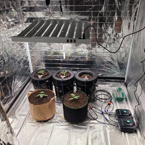 Juno growlog timeline photo