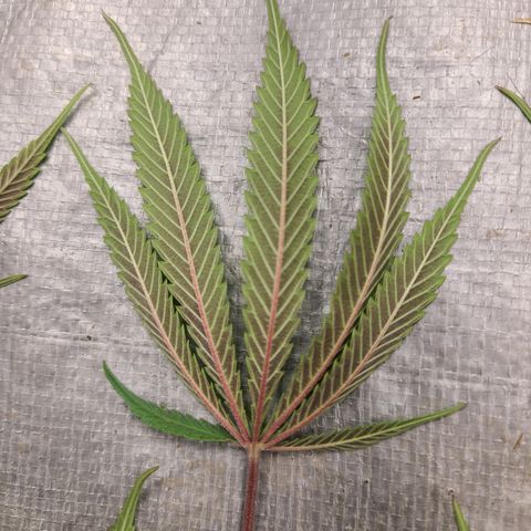 Violet growlog timeline photo