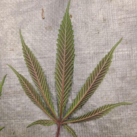 Violet growlog timeline photo