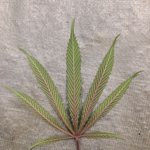 Violet growlog timeline photo