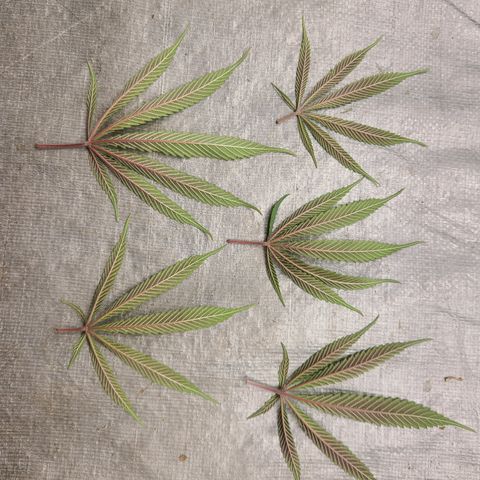 Violet growlog timeline photo