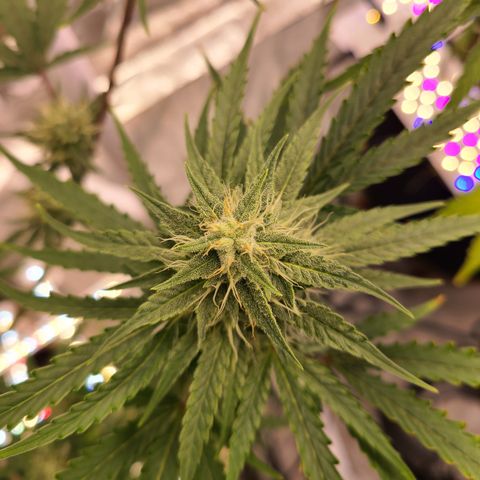 Aurora growlog timeline photo