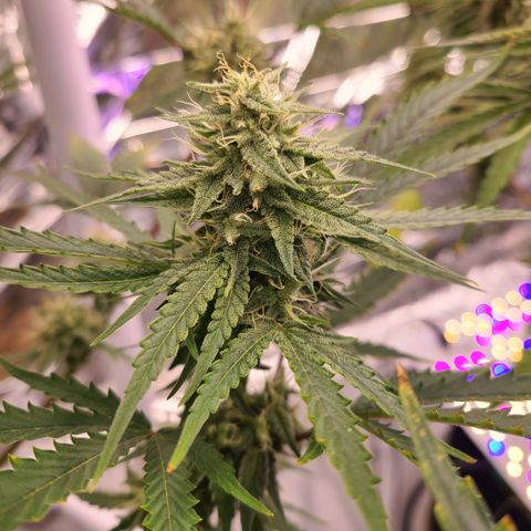 Aurora growlog timeline photo