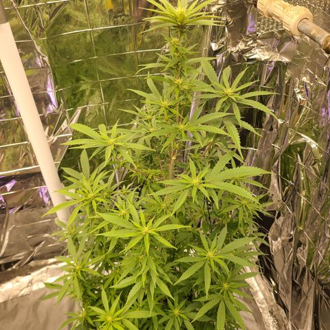 Mary growlog timeline photo
