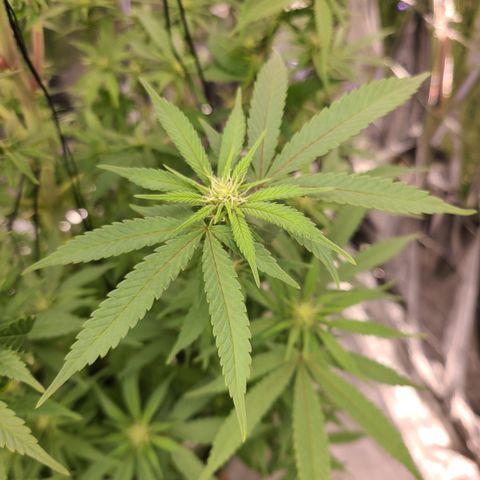 Mary growlog timeline photo
