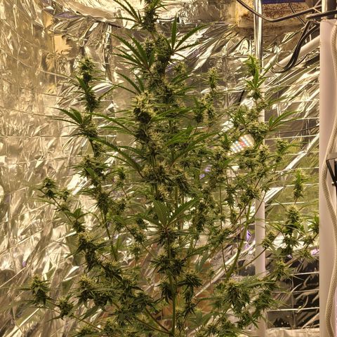 Aurora growlog timeline photo