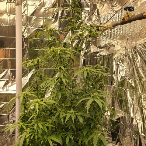 Mary growlog timeline photo