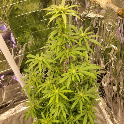 Mary growlog timeline photo