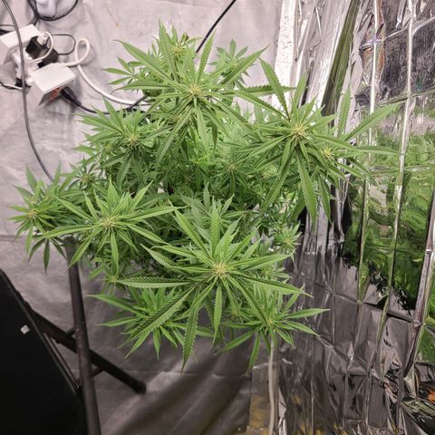 Violet growlog timeline photo