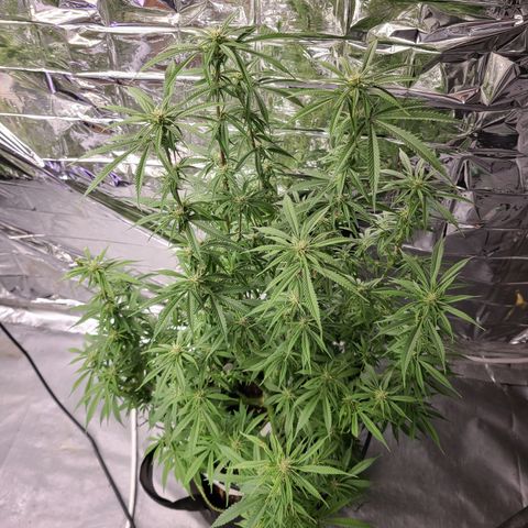 Violet growlog timeline photo
