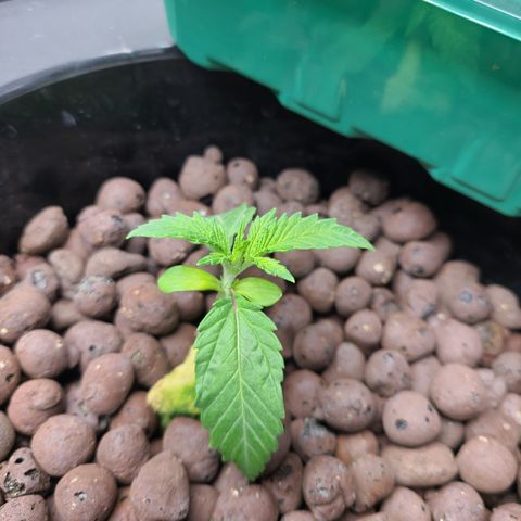 Payton growlog timeline photo