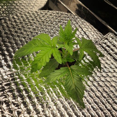 Gladys growlog timeline photo