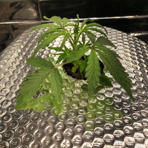 Skyy growlog timeline photo