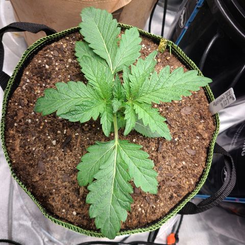 Juno growlog timeline photo