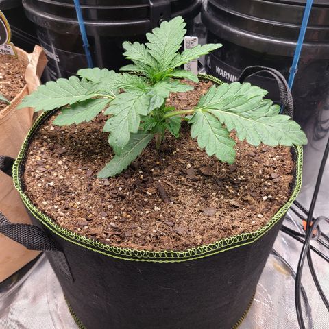 Juno growlog timeline photo