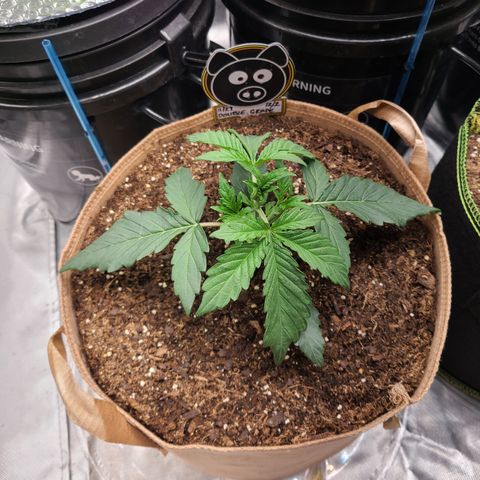 Ivy growlog timeline photo