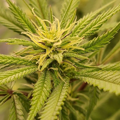 Violet growlog timeline photo