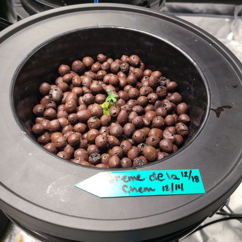 Starr growlog timeline photo